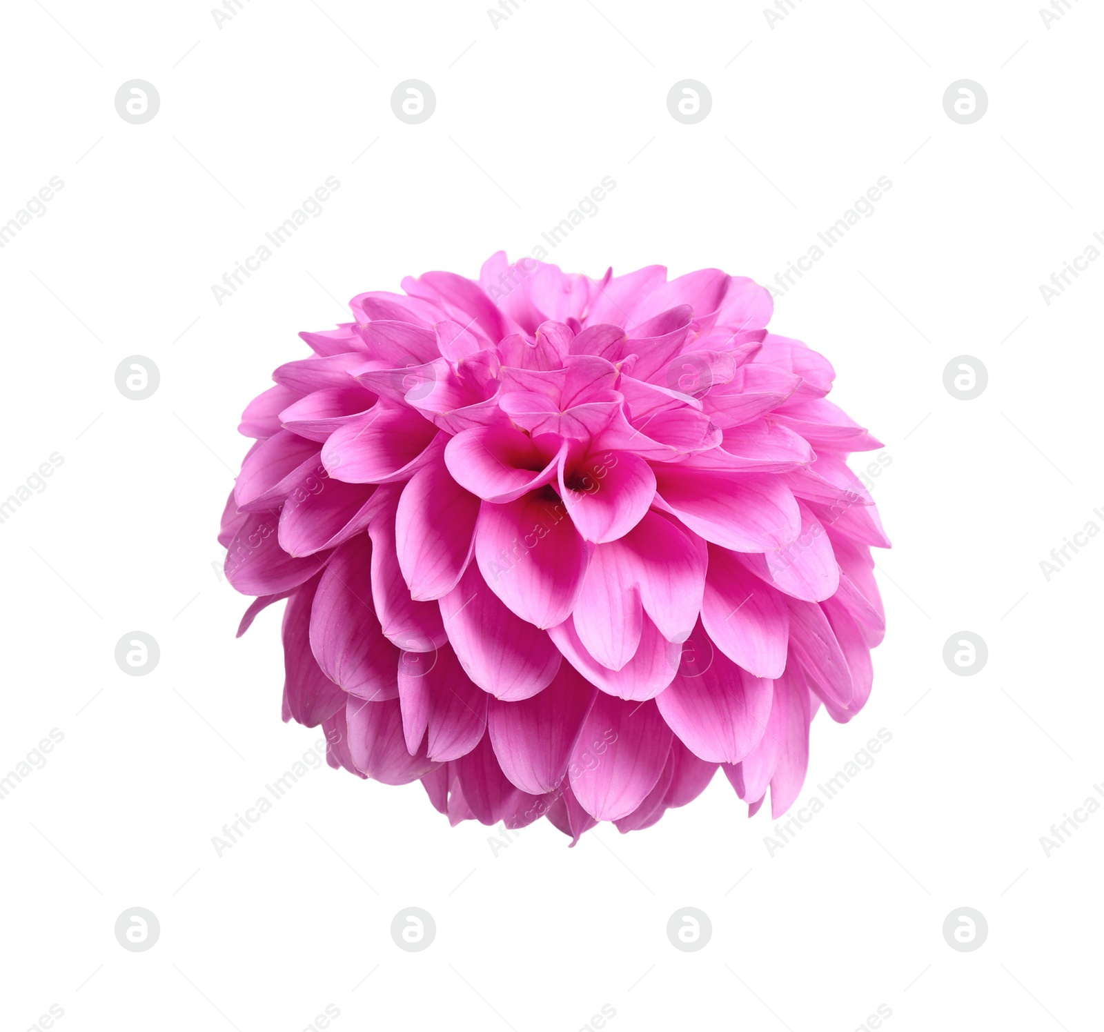 Beautiful pink dahlia flower on white background Photo of Beautiful pink dahlia flower on white background