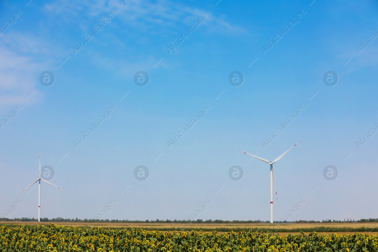 Modern wind turbine in sunflower field. Energy efficiency Photo of Modern wind turbine in sunflower field. Energy efficiency