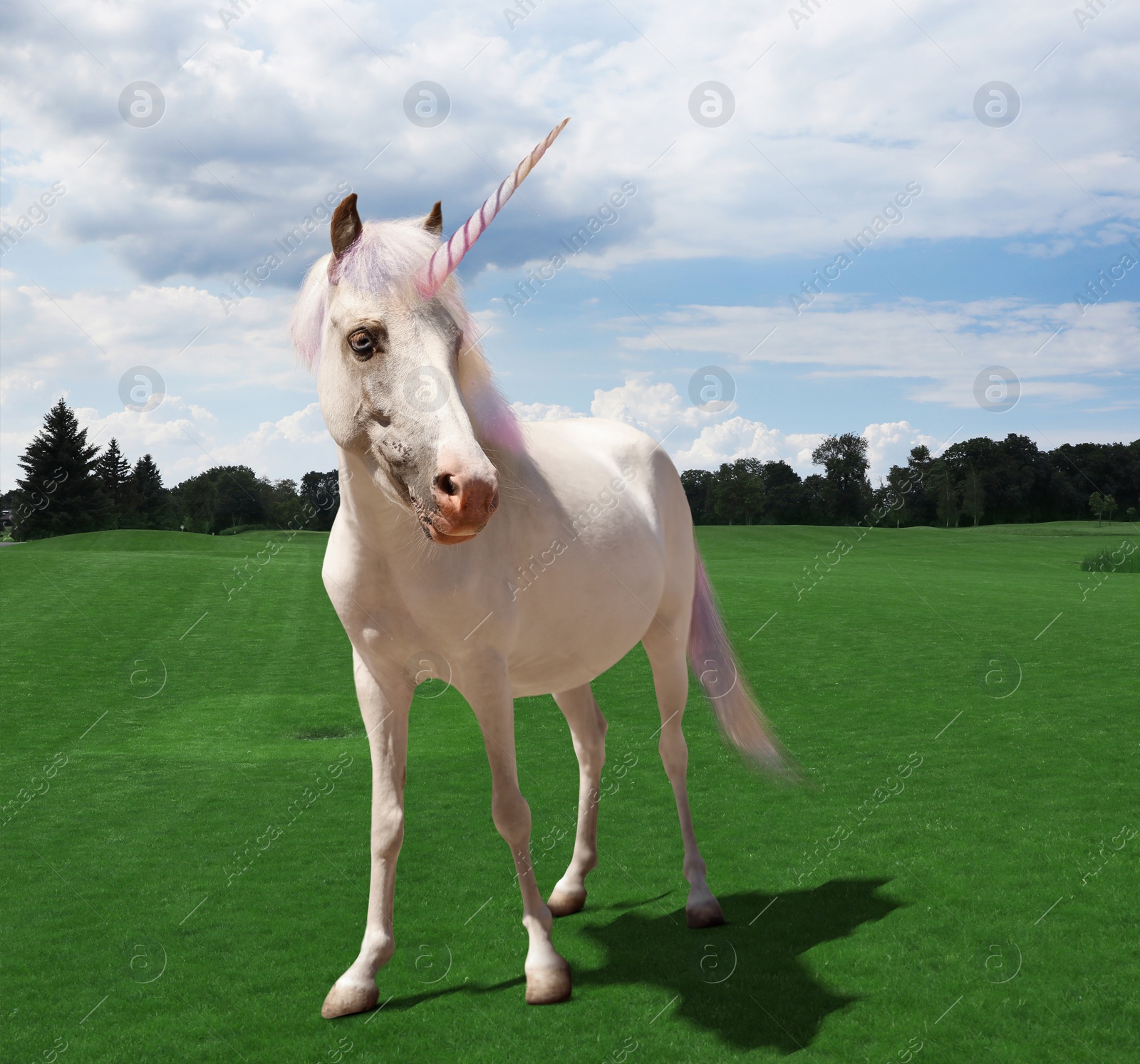 Amazing unicorn with beautiful mane in field Image of Amazing unicorn with beautiful mane in field