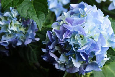 Beautiful hortensia plant with light blue flowers, closeup Photo of Beautiful hortensia plant with light blue flowers, closeup