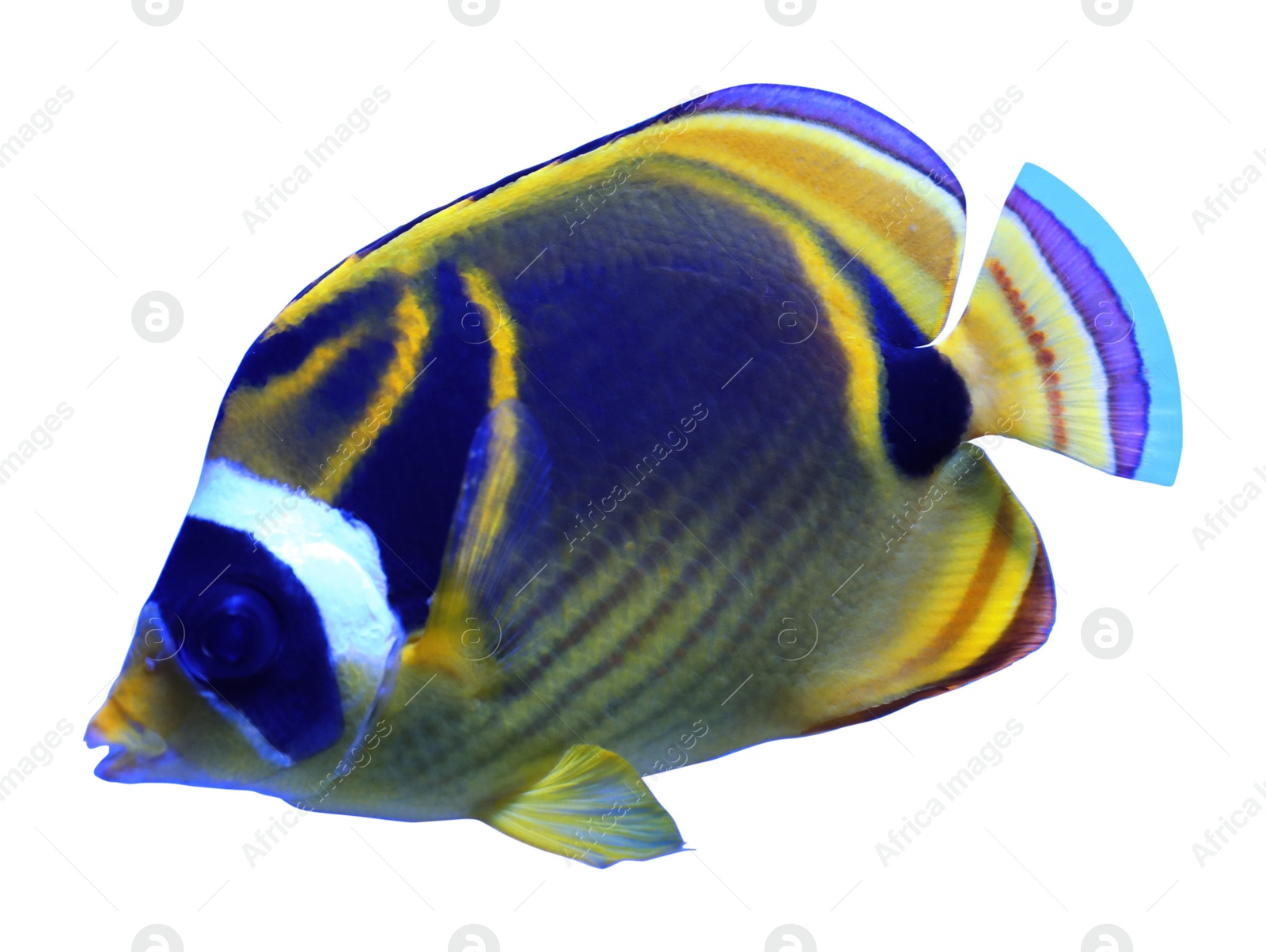 Beautiful bright raccoon butterflyfish on white background Image of Beautiful bright raccoon butterflyfish on white background