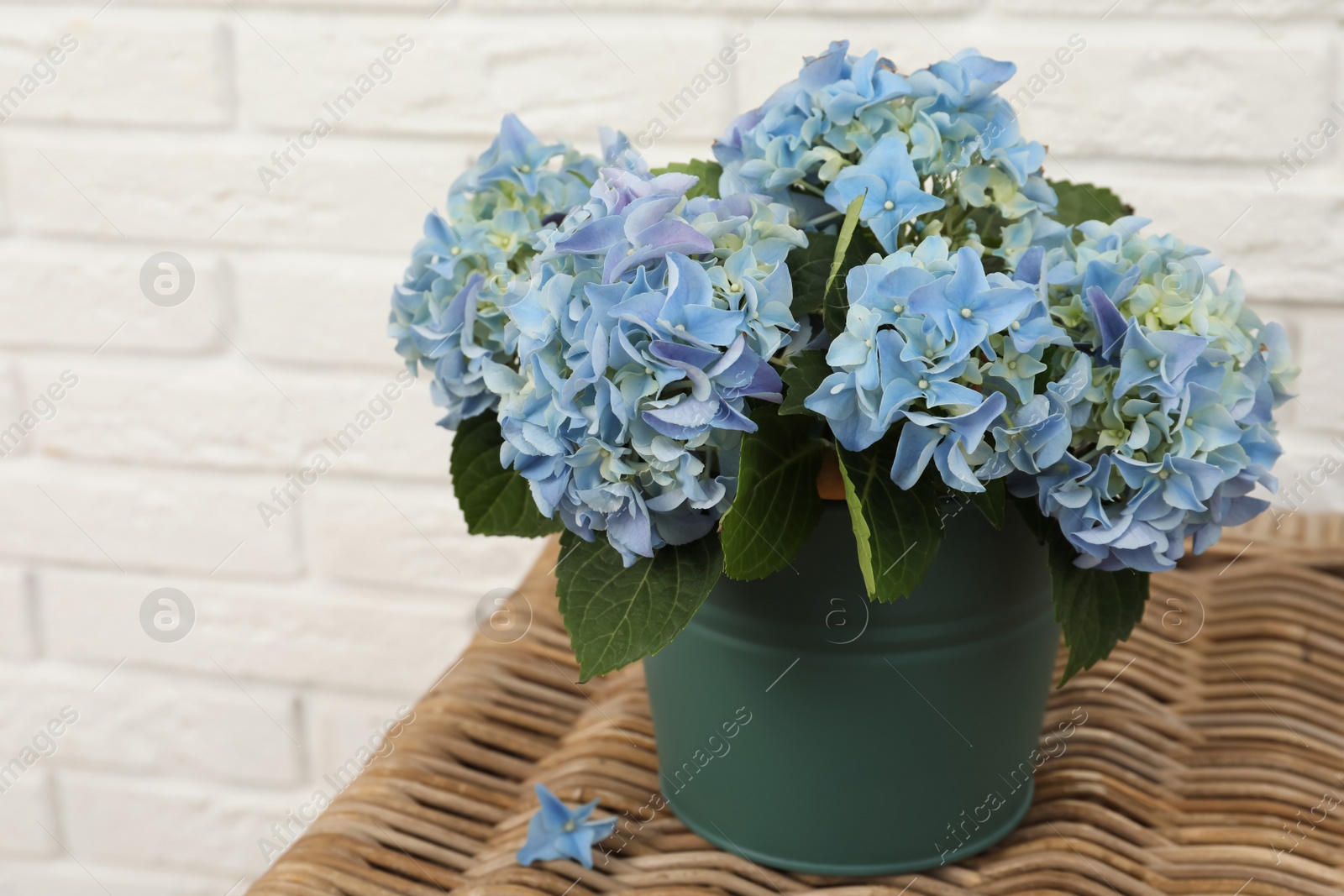 Beautiful blooming blue hortensia in bucket on wicker table indoors. Space for text Photo of Beautiful blooming blue hortensia in bucket on wicker table indoors. Space for text