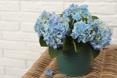 Beautiful blooming blue hortensia in bucket on wicker table indoors. Space for text Photo of Beautiful blooming blue hortensia in bucket on wicker table indoors. Space for text