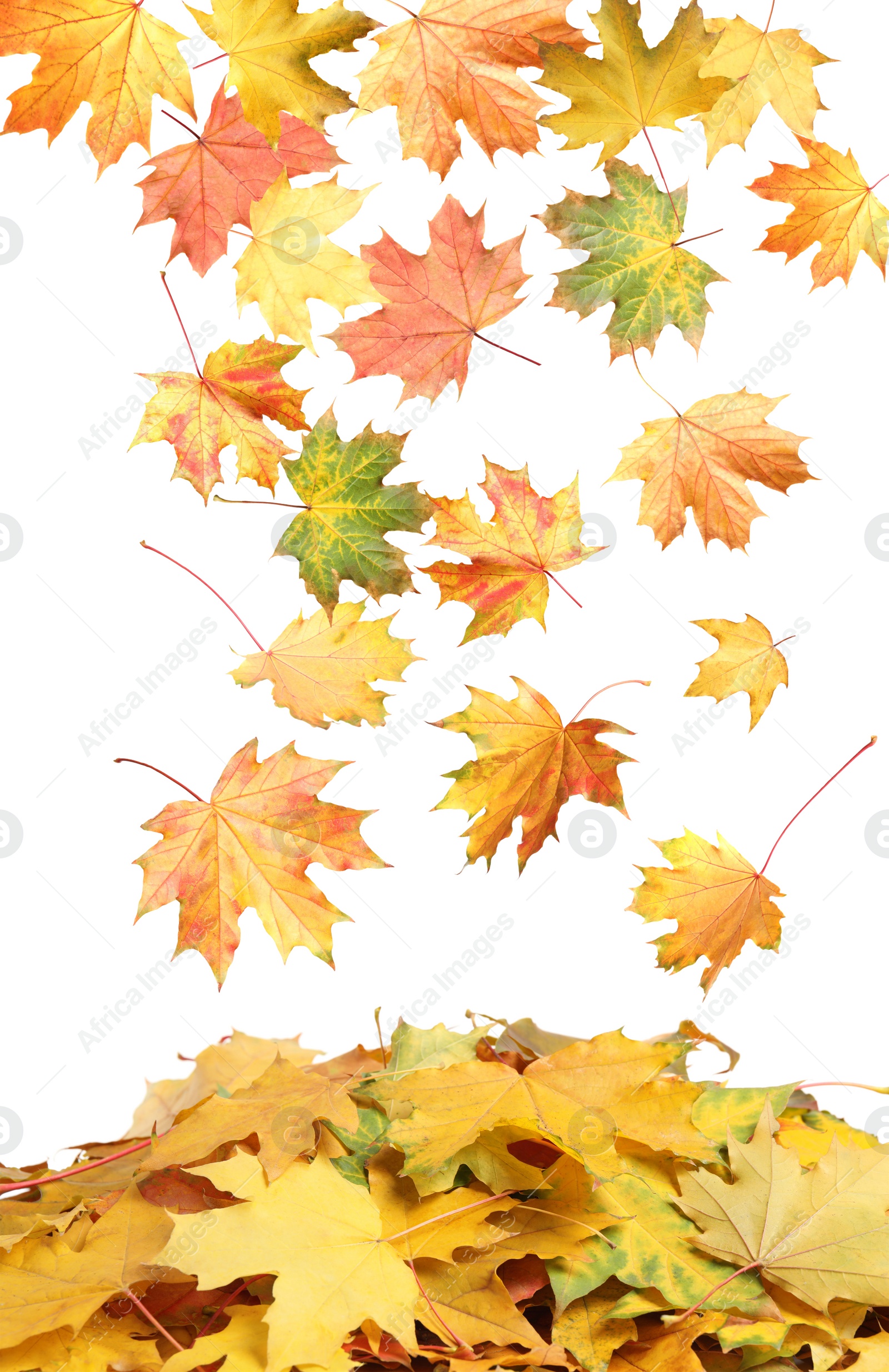 Beautiful autumn leaves falling on white background Image of Beautiful autumn leaves falling on white background