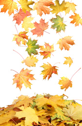 Beautiful autumn leaves falling on white background Image of Beautiful autumn leaves falling on white background