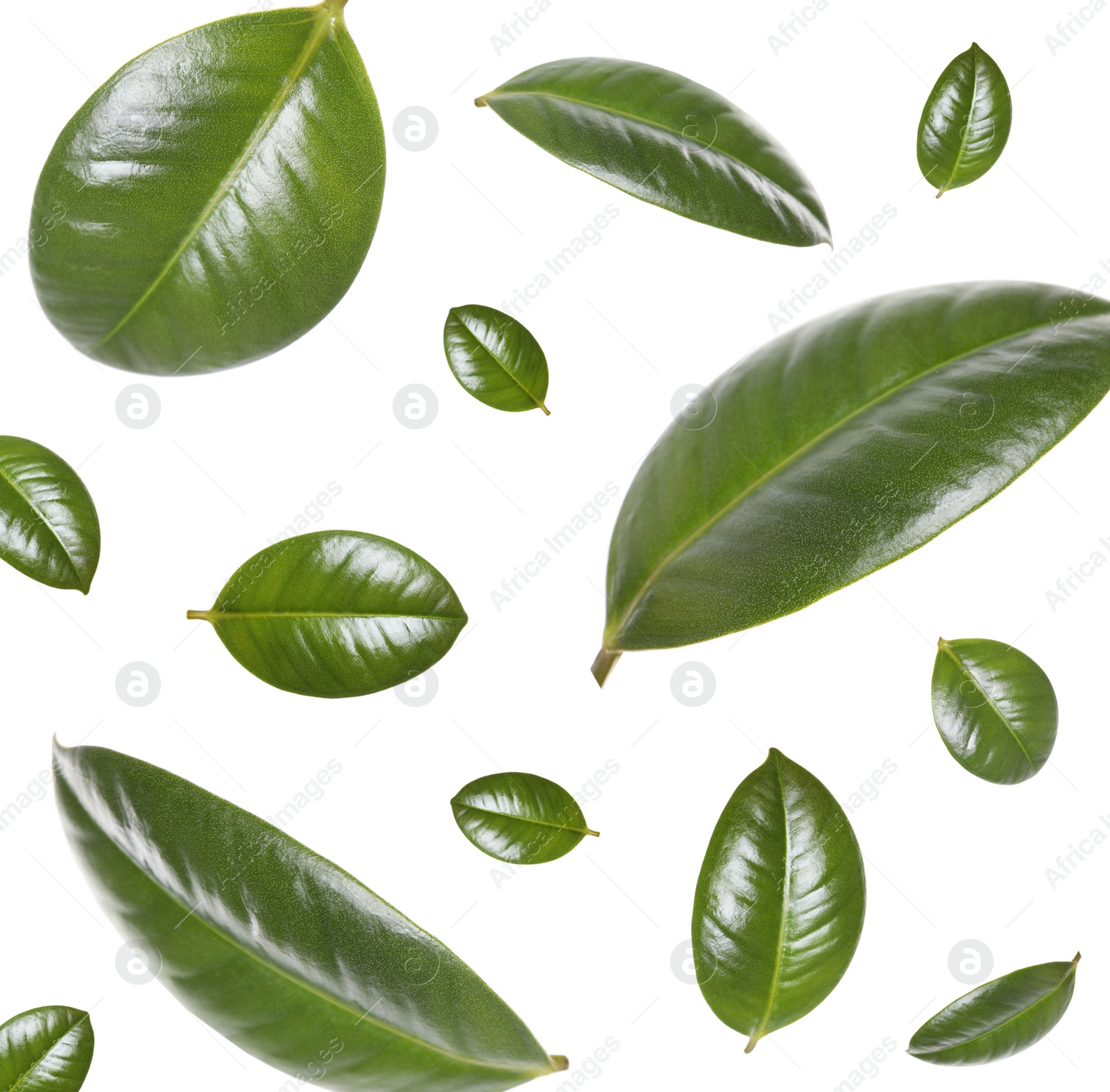 Beautiful fresh green leaves flying on white background, collage Image of Beautiful fresh green leaves flying on white background, collage