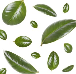 Image of Beautiful fresh green leaves flying on white background, collage