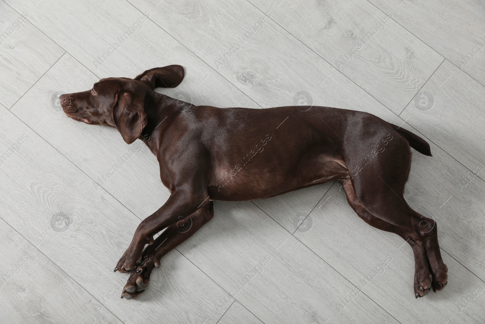 Cute German Shorthaired Pointer dog resting on warm floor, top view. Heating system Photo of Cute German Shorthaired Pointer dog resting on warm floor, top view. Heating system
