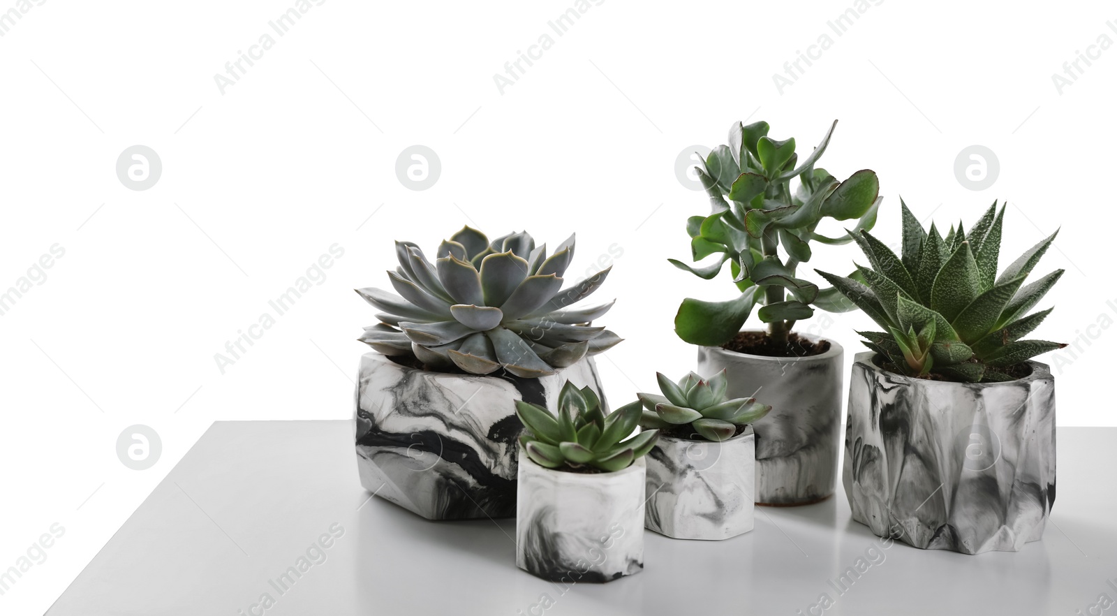 Beautiful succulents on white table, space for text. Interior decoration Photo of Beautiful succulents on white table, space for text. Interior decoration