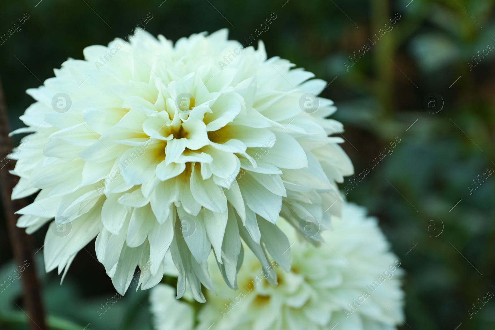 Beautiful blooming white dahlia flowers in green garden, closeup Photo of Beautiful blooming white dahlia flowers in green garden, closeup