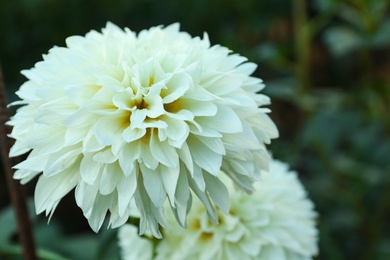 Beautiful blooming white dahlia flowers in green garden, closeup Photo of Beautiful blooming white dahlia flowers in green garden, closeup