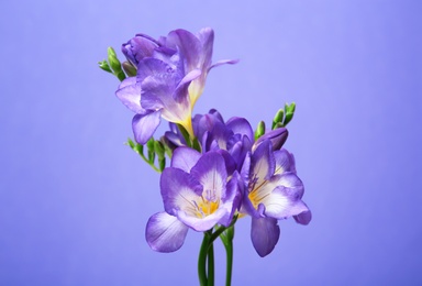 Beautiful freesia flowers on color background Photo of Beautiful freesia flowers on color background