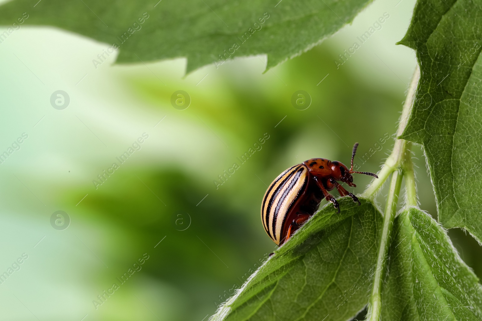 Photo of Colorado potato beetle on green plant against blurred background, closeup. Space for text