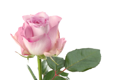 Photo of Beautiful fresh rose flower on white background