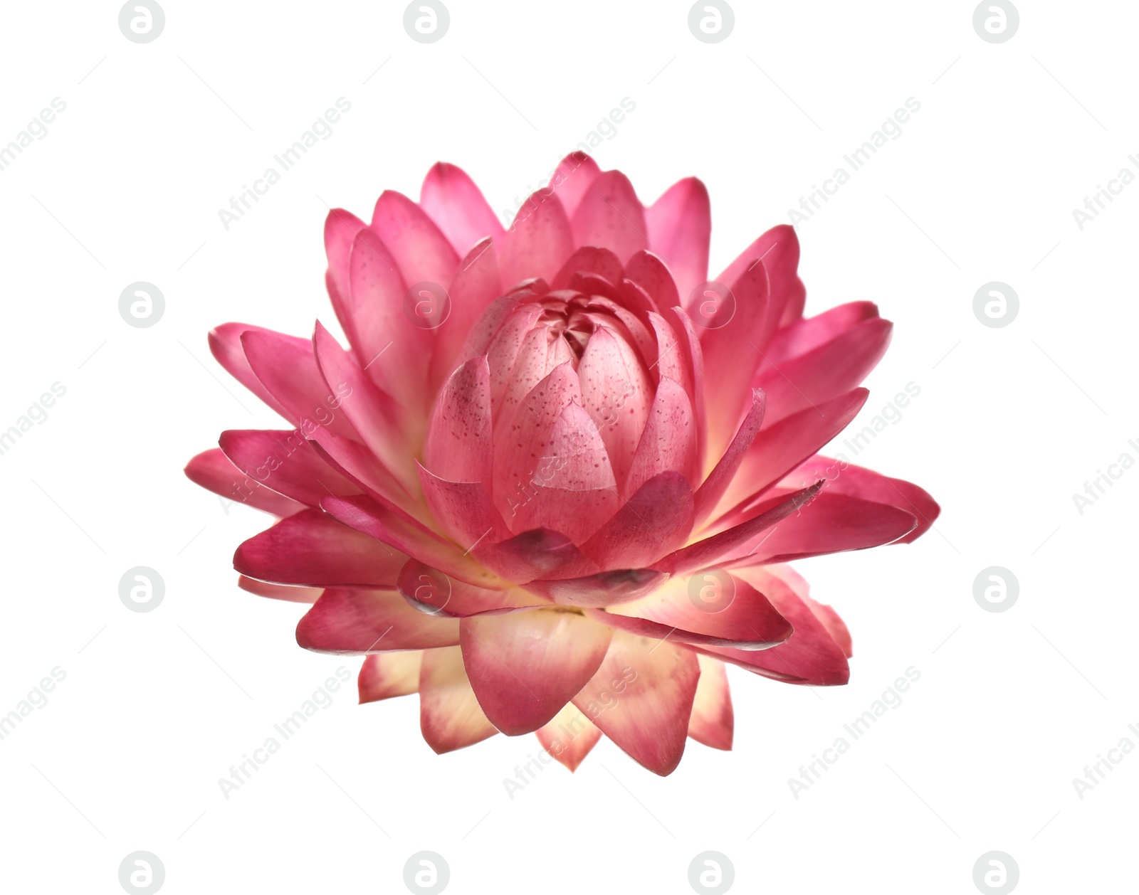 Beautiful blooming helichrysum flower isolated on white Photo of Beautiful blooming helichrysum flower isolated on white