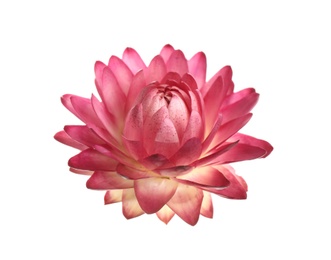 Beautiful blooming helichrysum flower isolated on white Photo of Beautiful blooming helichrysum flower isolated on white