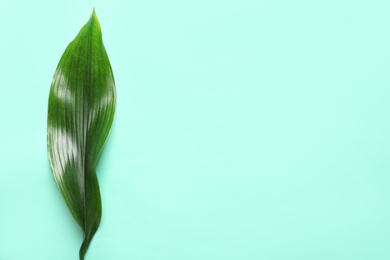 Beautiful tropical Aspidistra leaf on color background, top view Photo of Beautiful tropical Aspidistra leaf on color background, top view