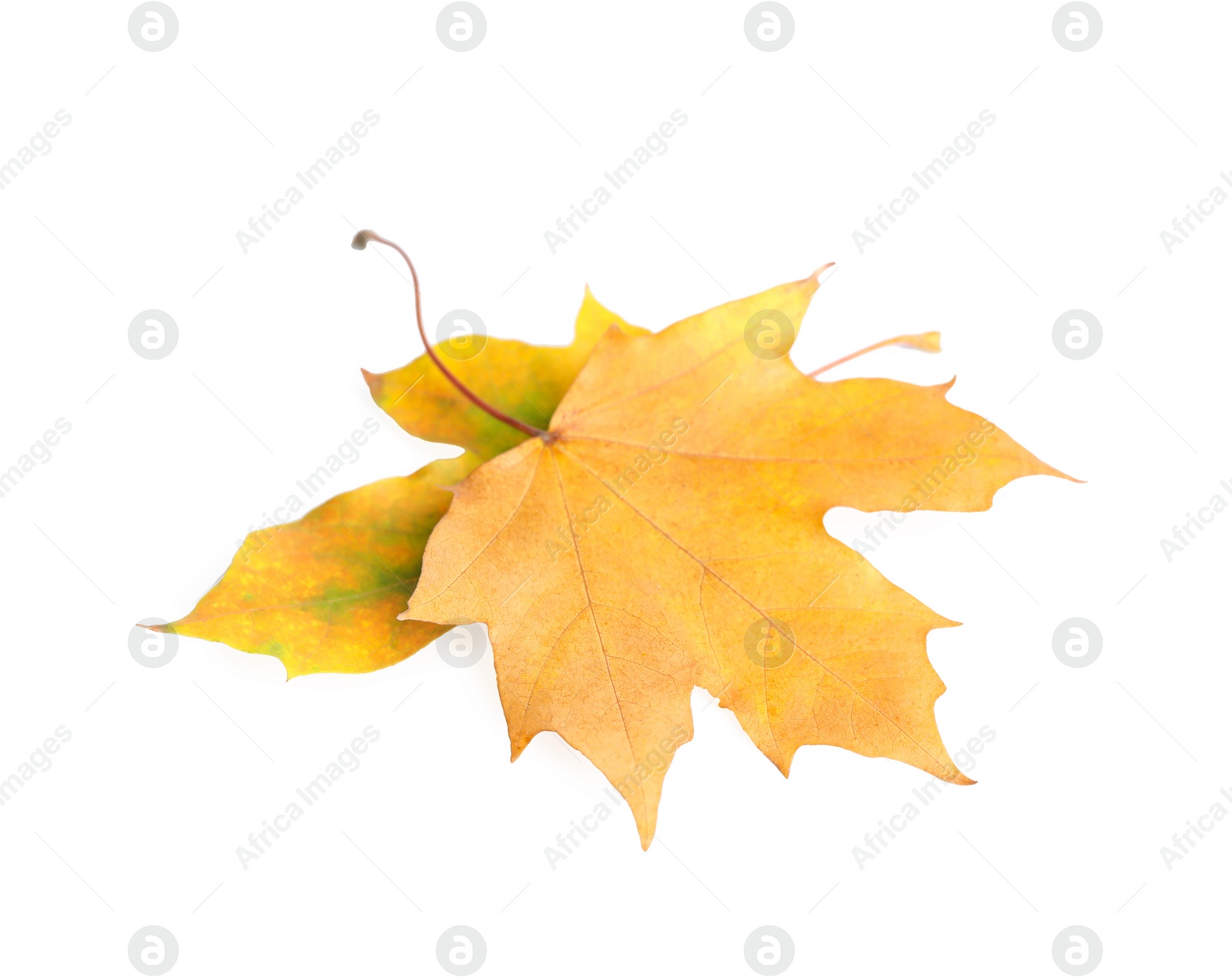 Beautiful leaves isolated on white. Autumn season Photo of Beautiful leaves isolated on white. Autumn season