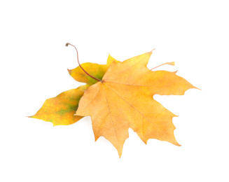 Photo of Beautiful leaves isolated on white. Autumn season