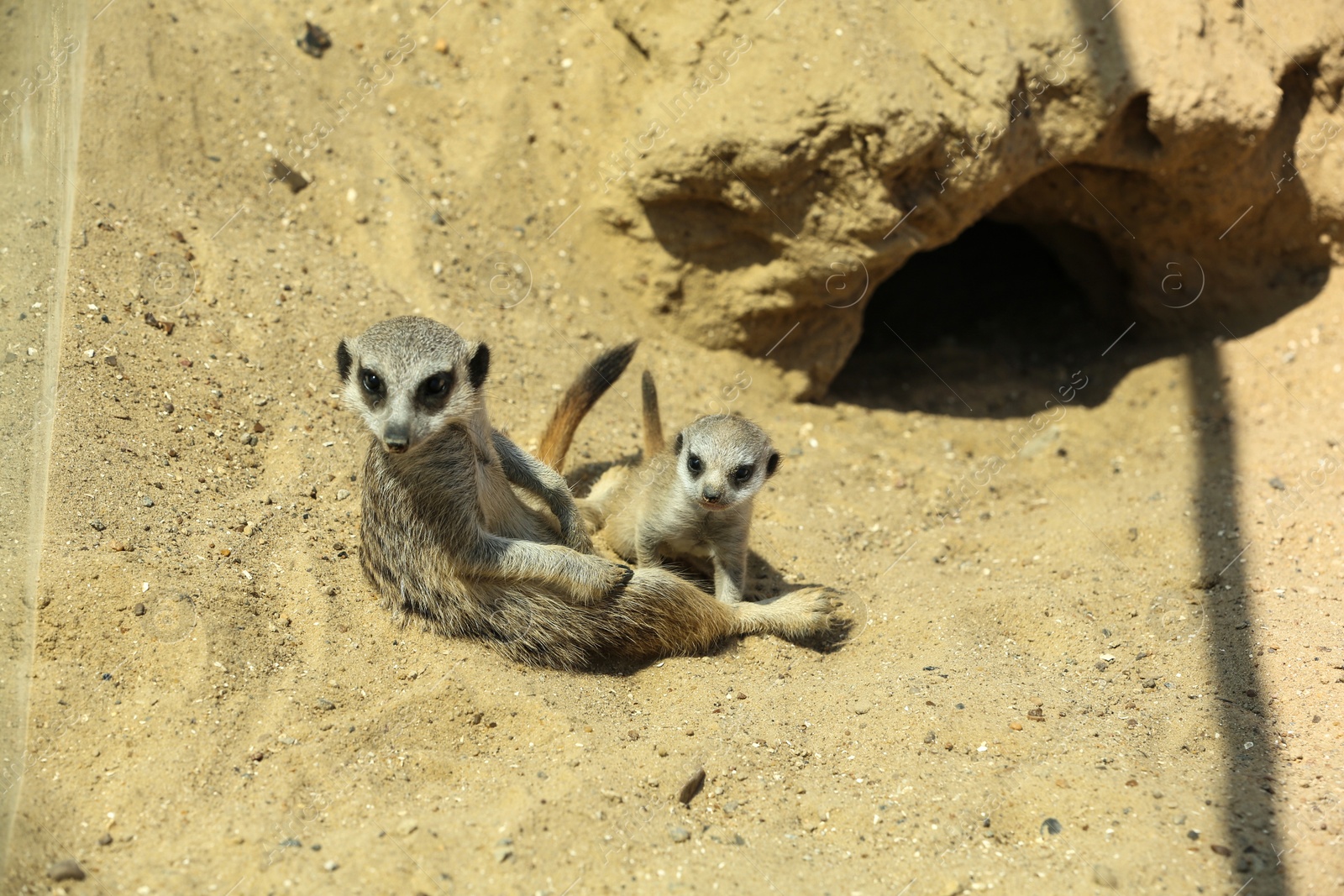 Cute meerkats at enclosure in zoo on sunny day Photo of Cute meerkats at enclosure in zoo on sunny day