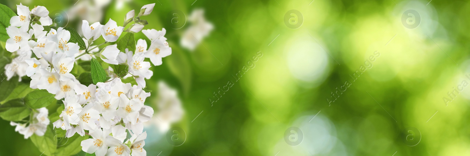 Beautiful white flowers of jasmine plant outdoors on sunny day, banner design. Bokeh effect Image of Beautiful white flowers of jasmine plant outdoors on sunny day, banner design. Bokeh effect