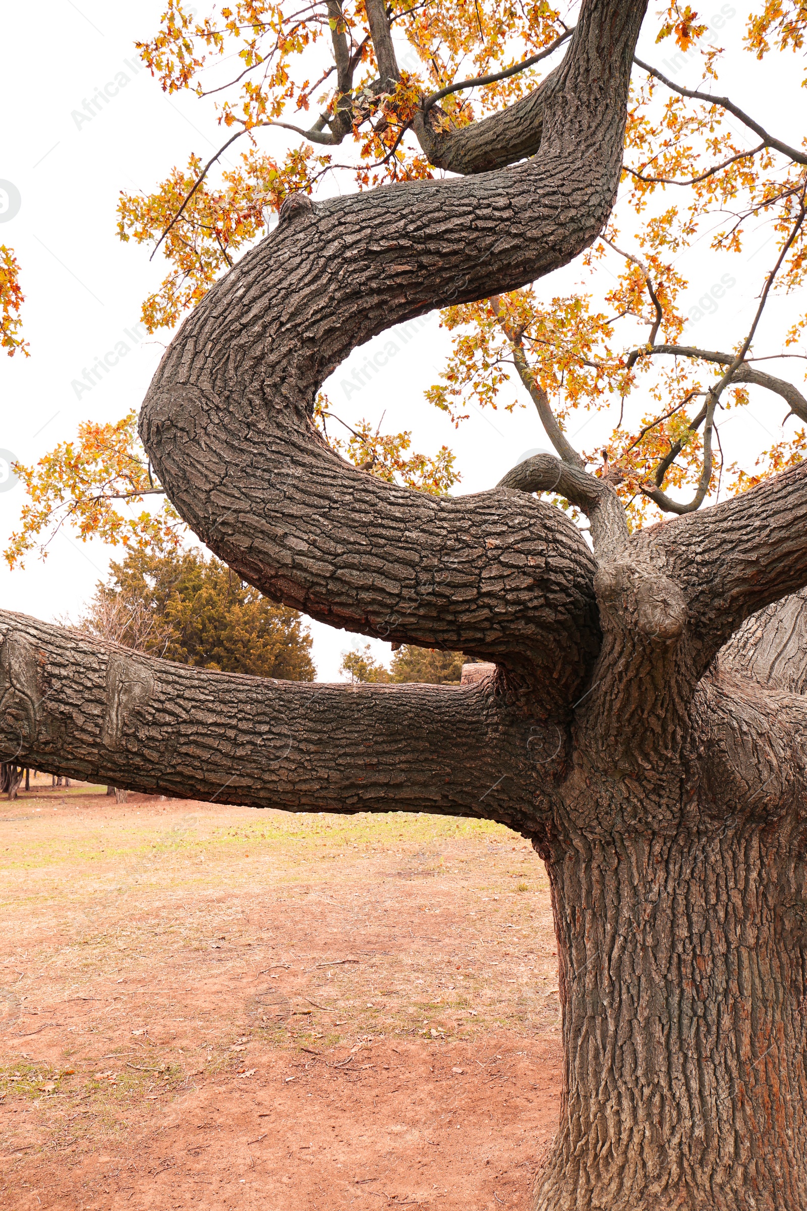 Beautiful tree with bright leaves in park on autumn day Photo of Beautiful tree with bright leaves in park on autumn day