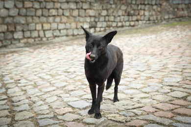 Homeless dog on city street. Abandoned animal Photo of Homeless dog on city street. Abandoned animal