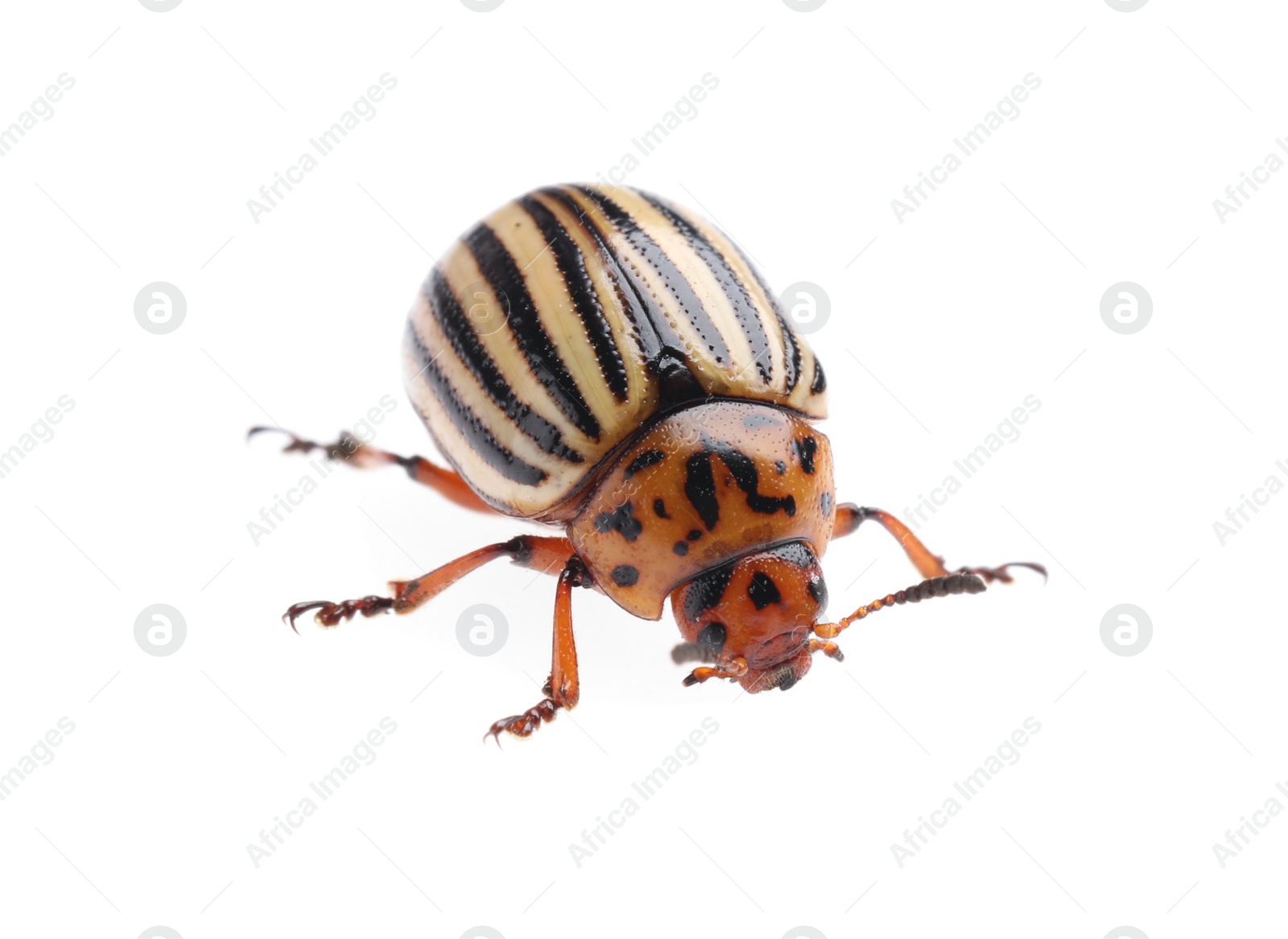 Photo of One colorado potato beetle isolated on white