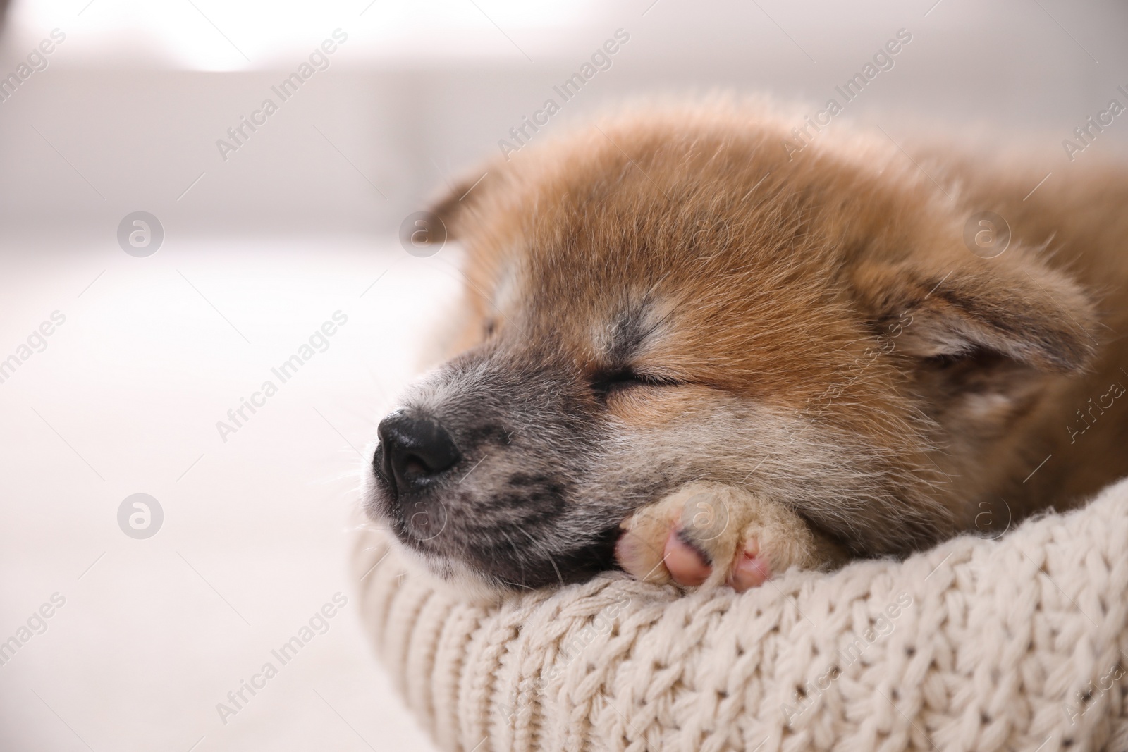 Adorable Akita Inu puppy in dog bed on blurred background, closeup Photo of Adorable Akita Inu puppy in dog bed on blurred background, closeup