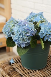 Beautiful blooming blue hortensia in bucket on wicker table indoors Photo of Beautiful blooming blue hortensia in bucket on wicker table indoors