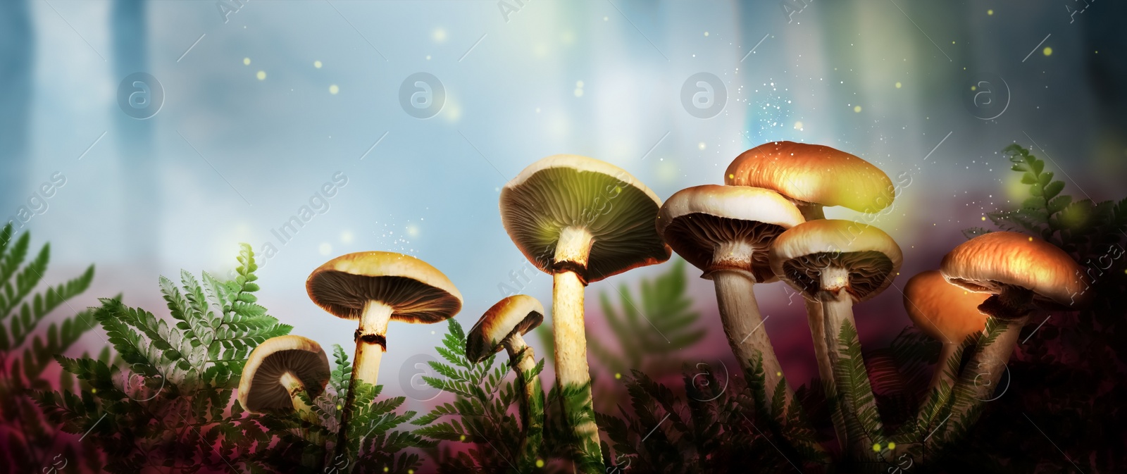 Fantasy world. Mushrooms with magic lights in enchanted forest, banner design Image of Fantasy world. Mushrooms with magic lights in enchanted forest, banner design
