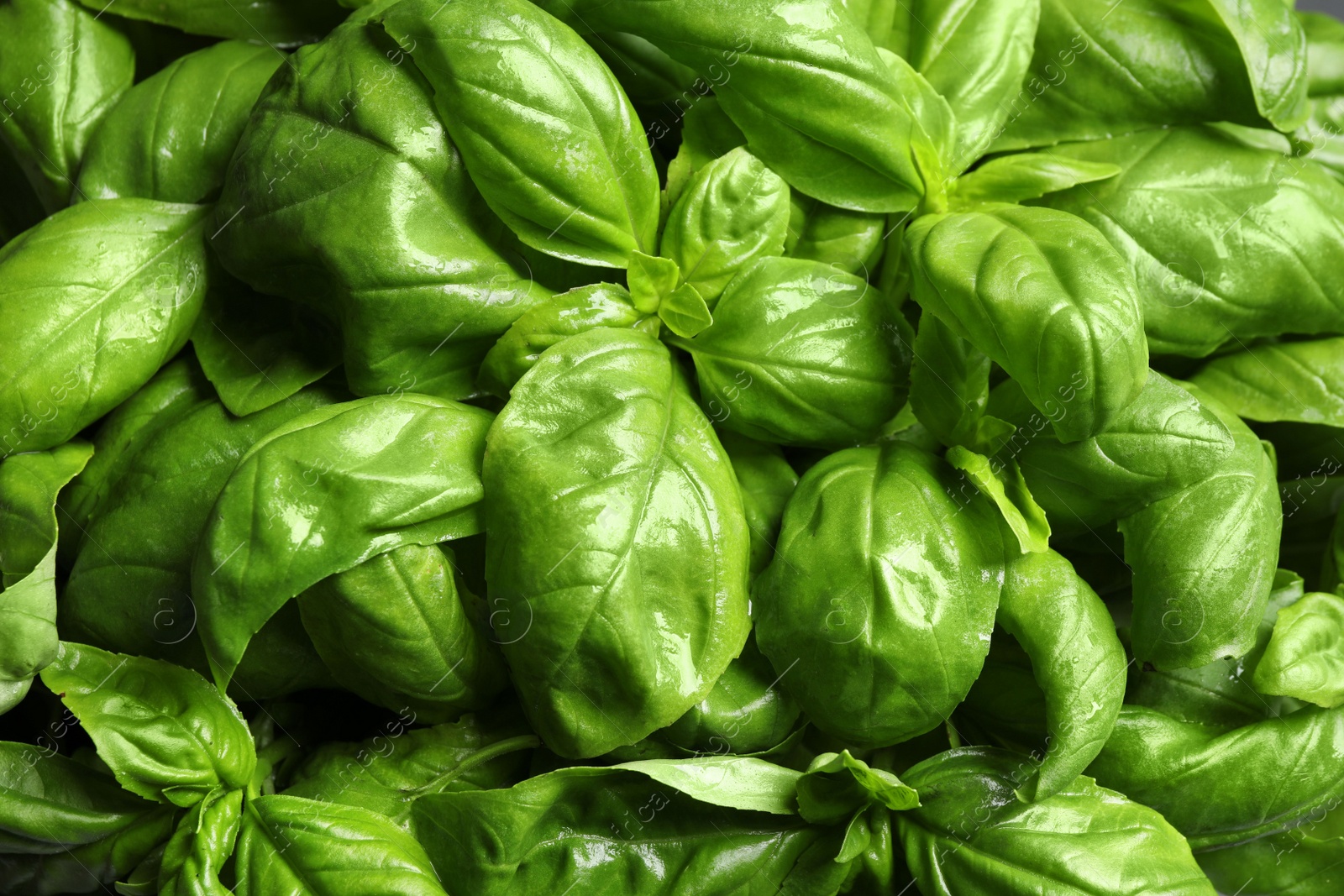 Fresh basil leaves as background, top view Photo of Fresh basil leaves as background, top view