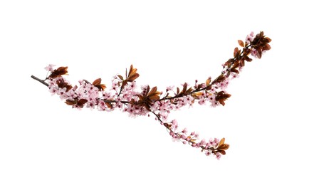 Cherry tree branch with beautiful pink blossoms isolated on white Photo of Cherry tree branch with beautiful pink blossoms isolated on white