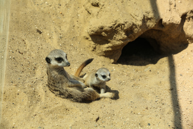 Cute meerkats at enclosure in zoo on sunny day Photo of Cute meerkats at enclosure in zoo on sunny day