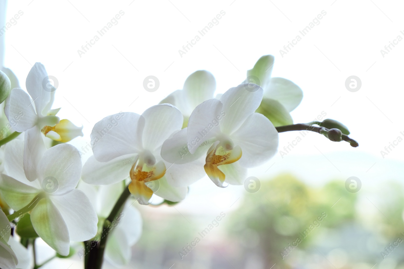 Beautiful white orchid flowers near window, indoors Photo of Beautiful white orchid flowers near window, indoors