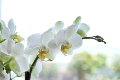 Beautiful white orchid flowers near window, indoors Photo of Beautiful white orchid flowers near window, indoors