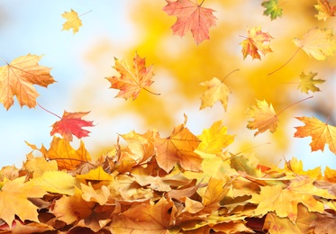 Autumn season. Beautiful leaves falling in park Image of Autumn season. Beautiful leaves falling in park