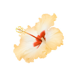 Beautiful tropical hibiscus flower isolated on white Image of Beautiful tropical hibiscus flower isolated on white