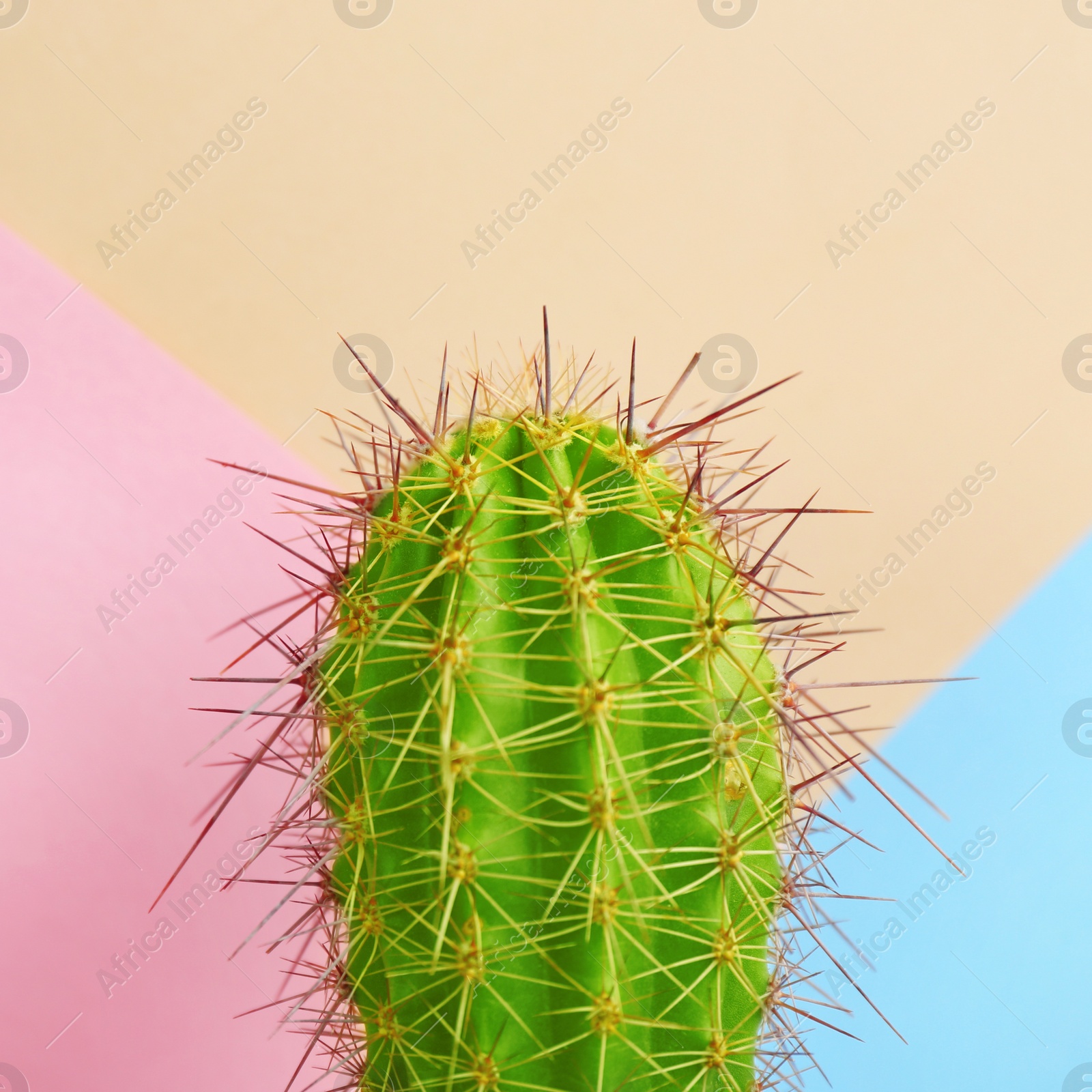 Beautiful bright cactus on color background, closeup Image of Beautiful bright cactus on color background, closeup