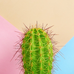 Beautiful bright cactus on color background, closeup Image of Beautiful bright cactus on color background, closeup