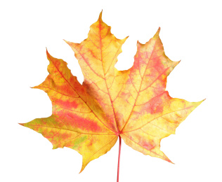 Beautiful leaf isolated on white. Autumn season Photo of Beautiful leaf isolated on white. Autumn season