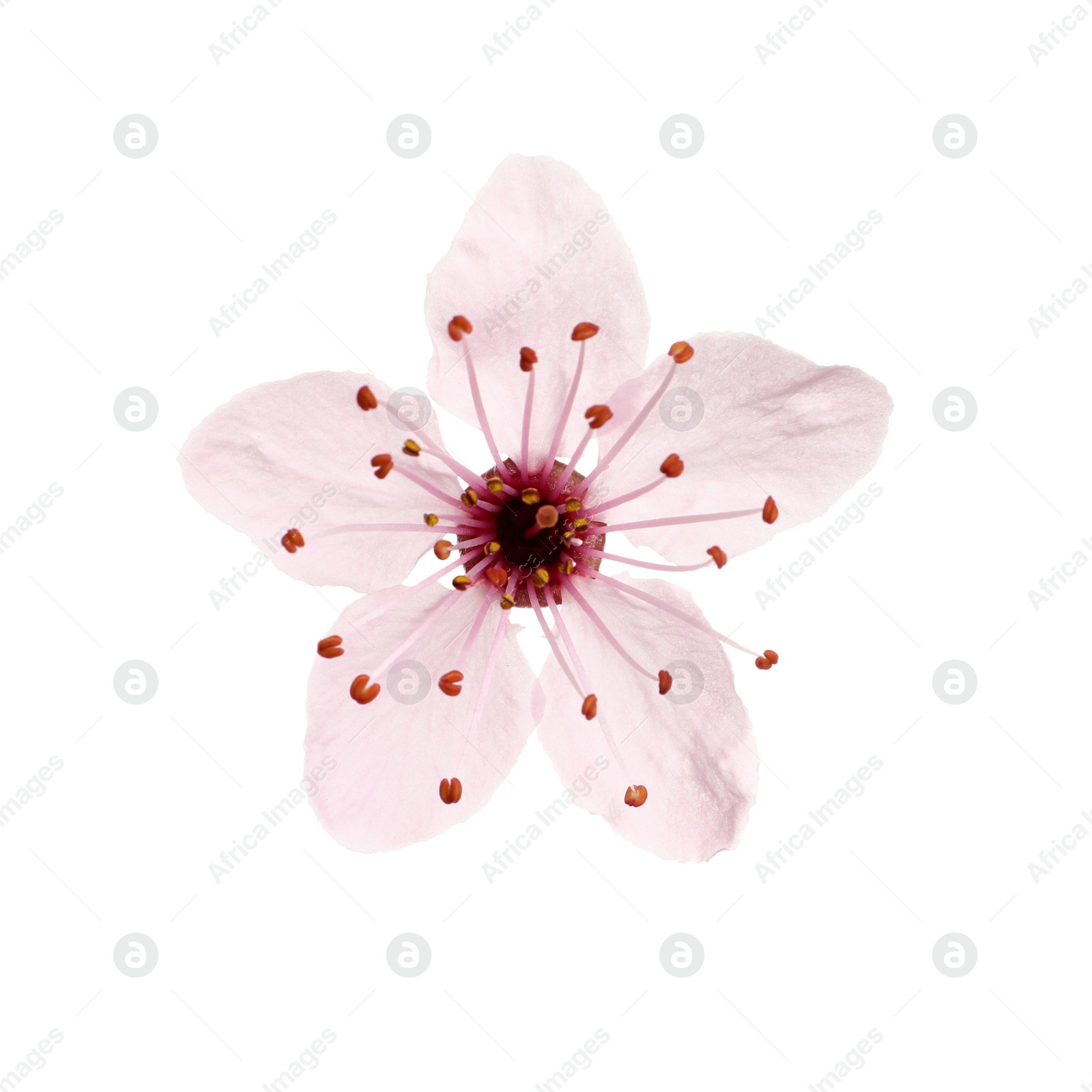 Beautiful pink cherry tree blossom isolated on white Photo of Beautiful pink cherry tree blossom isolated on white