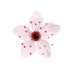 Beautiful pink cherry tree blossom isolated on white Photo of Beautiful pink cherry tree blossom isolated on white