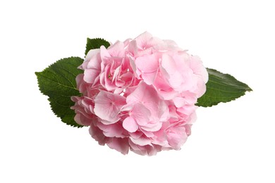 Branch of hortensia plant with delicate flowers on white background, top view Photo of Branch of hortensia plant with delicate flowers on white background, top view