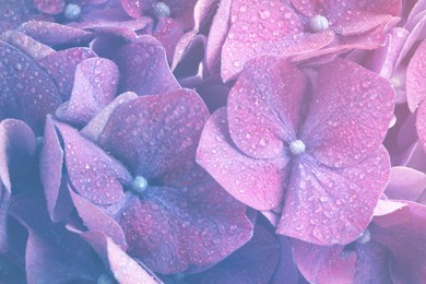 Image of Hortensia plant with beautiful flowers, closeup 