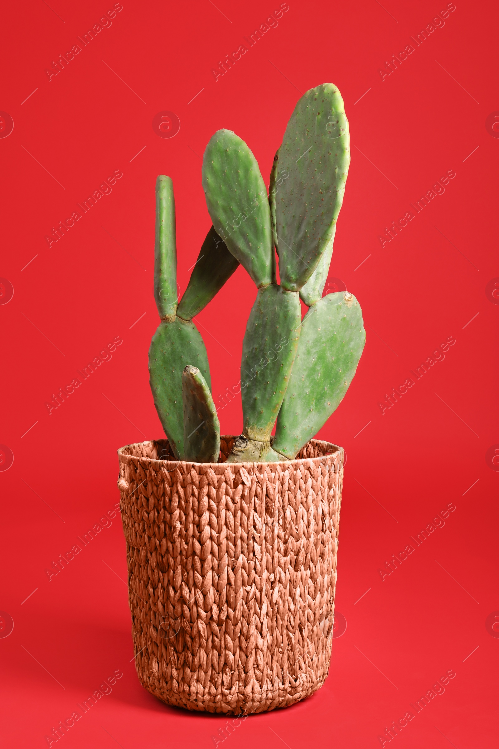 Beautiful cactus on red background. Tropical plant Photo of Beautiful cactus on red background. Tropical plant