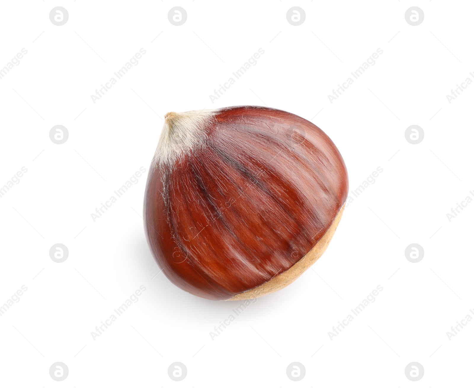 Fresh sweet edible chestnut isolated on white Photo of Fresh sweet edible chestnut isolated on white