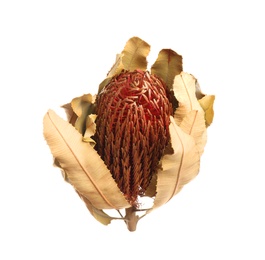 Beautiful dry banksia flower isolated on white Photo of Beautiful dry banksia flower isolated on white