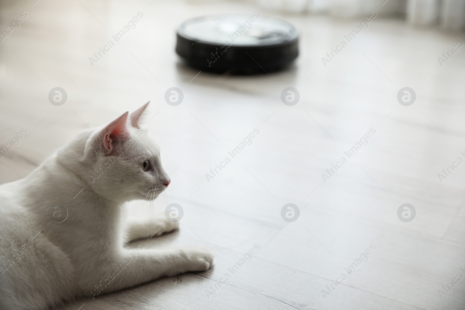 Cute white cat in room and modern robotic vacuum cleaner on background Photo of Cute white cat in room and modern robotic vacuum cleaner on background