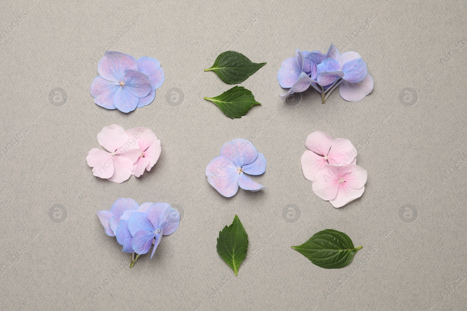 Beautiful hortensia flowers with leaves on grey background, flat lay Photo of Beautiful hortensia flowers with leaves on grey background, flat lay